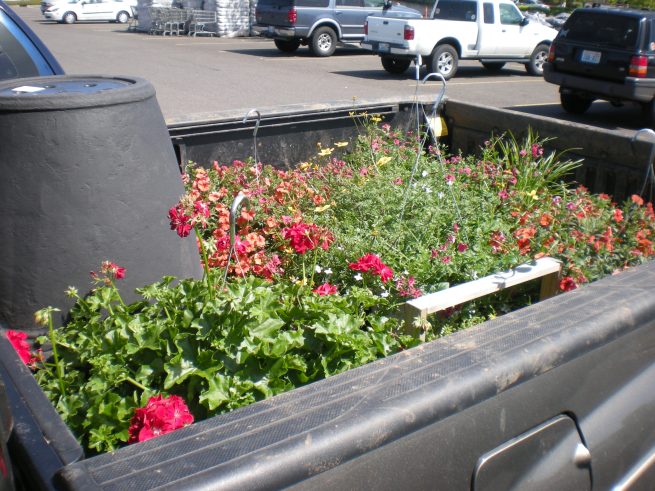 Here is my truck full of the plantings that will go in pots on my deck.  I am working getting the deck to be an extension of my little landscaping kingdom